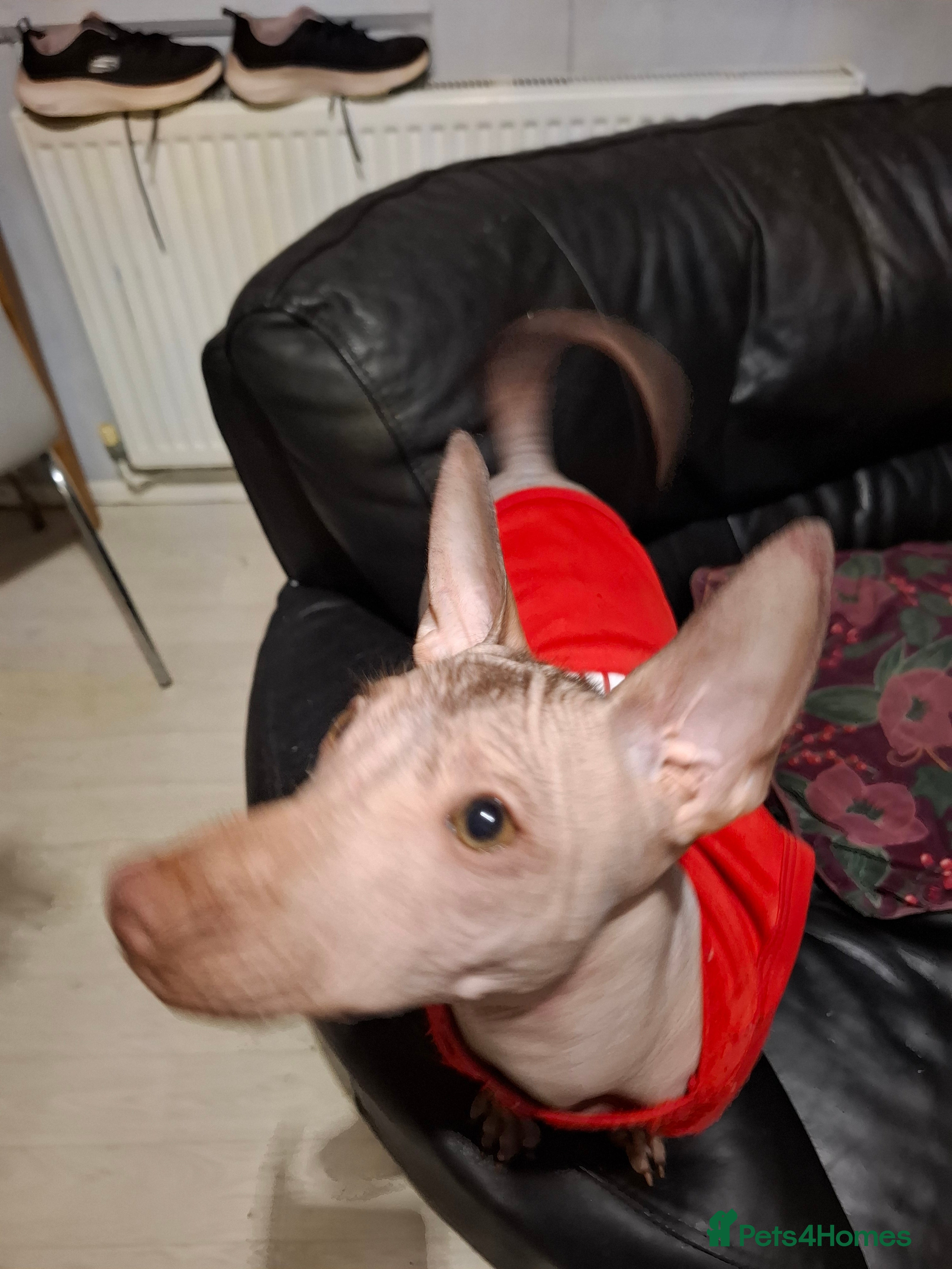 Mexican Hairless dogs Beautiful little boy 18week old - Advert 1