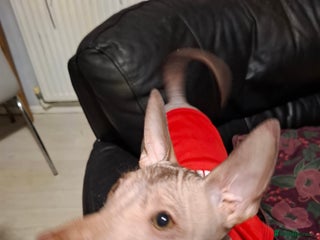 Mexican Hairless dogs Beautiful little boy 18week old - Advert 3