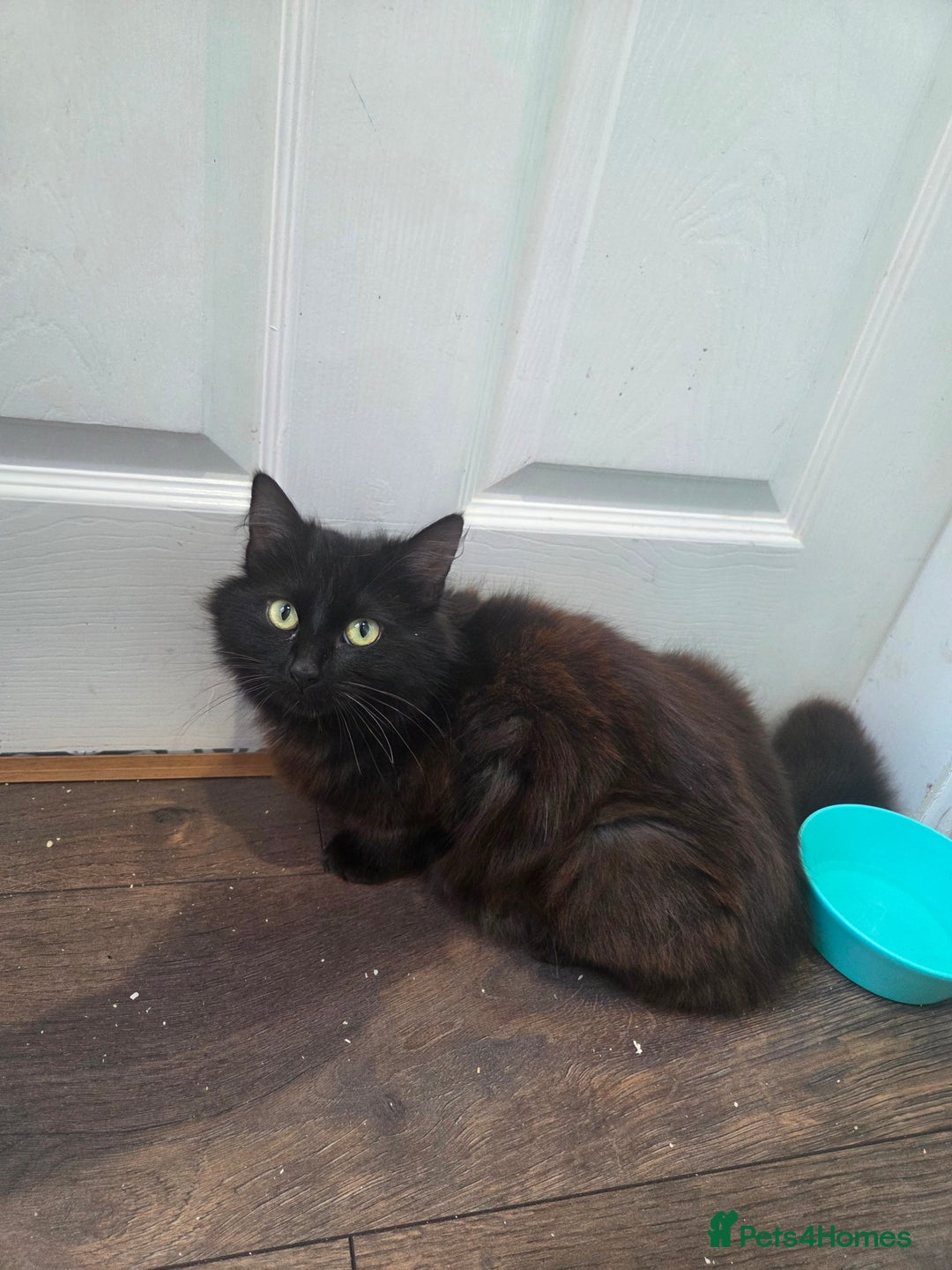 Ragdoll cats for sale: Ragdoll Cat - Image 1