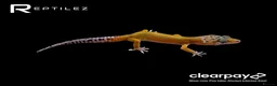 Leopard Gecko reptiles for sale: GECKO BABIES - Advert 4