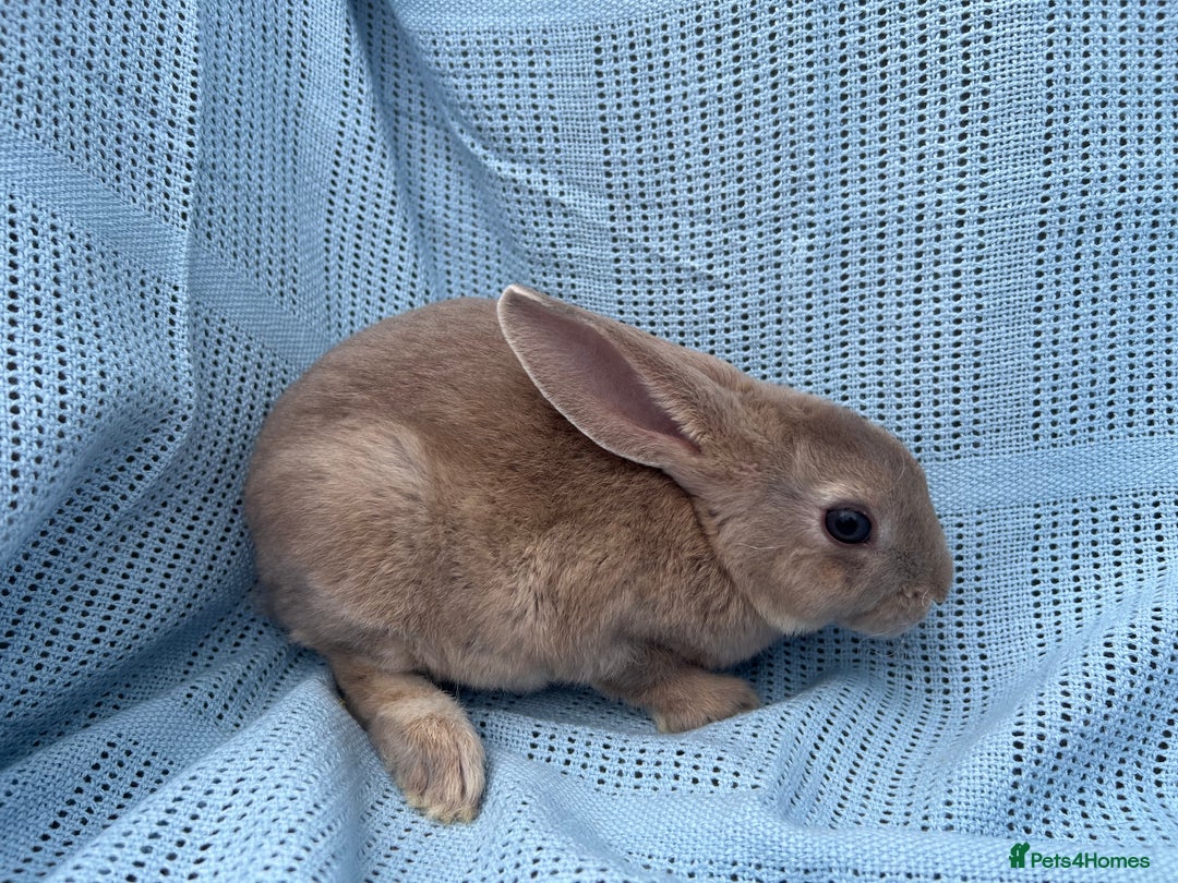 Rex rabbits for sale: Adult and babies  - Image 10