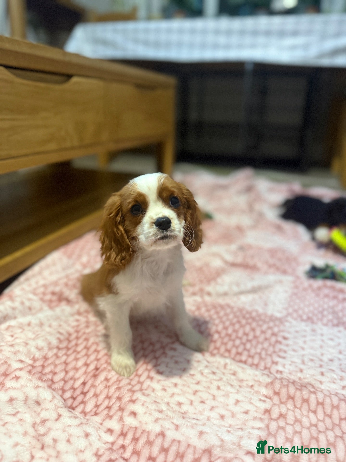 Cavalier King Charles Spaniel dogs KC Registered Health Tested CKCS Puppies - Advert 13