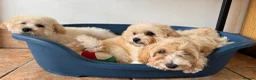 Maltipoo dogs for sale: Exceptional litter of F1 Maltipoo puppies - Advert 6