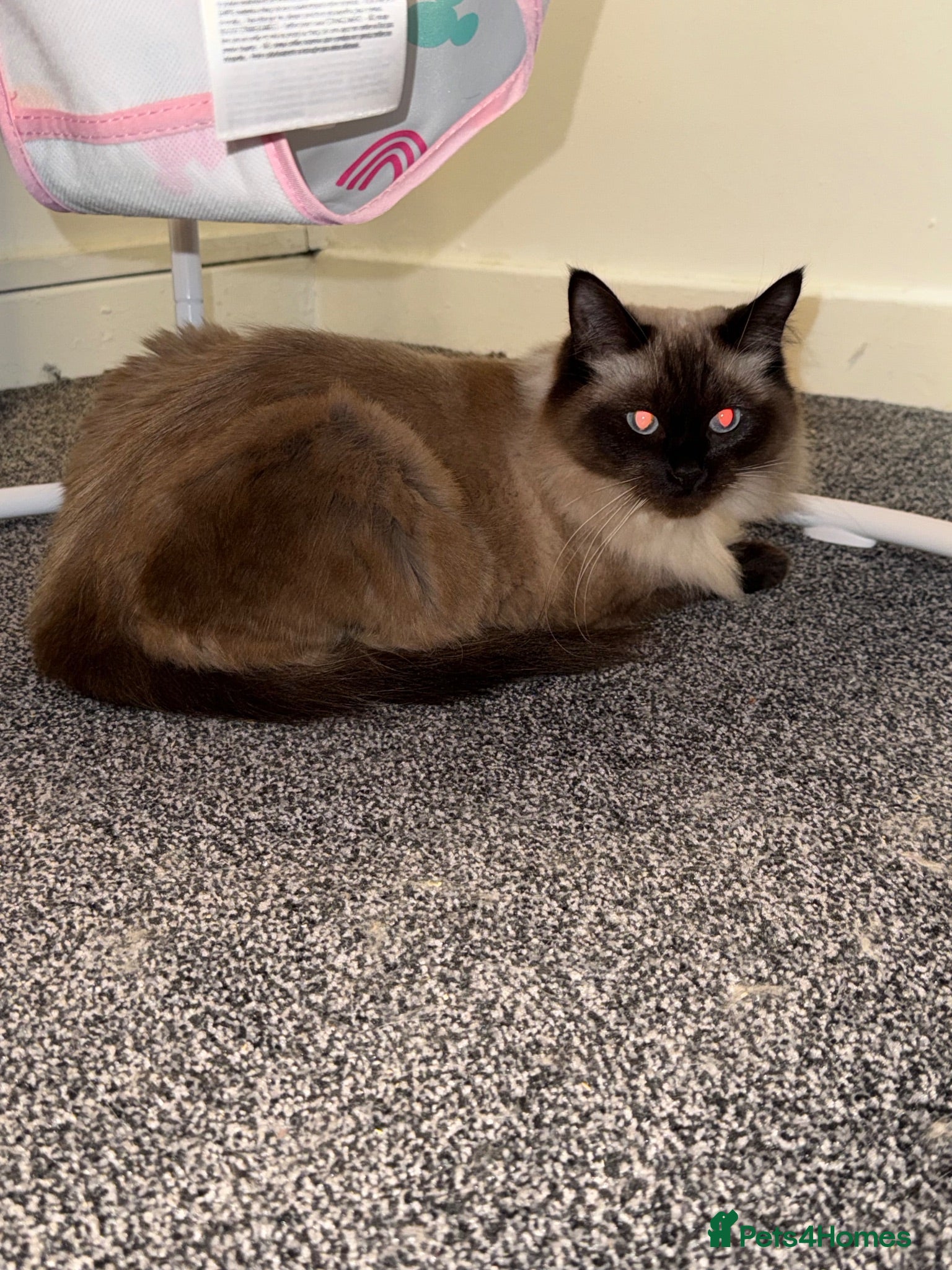 Ragdoll cats 1 year old ragdoll for re-homing - Advert 4