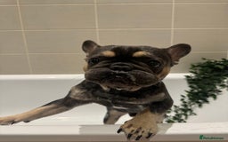 French Bulldog dogs for sale: Looking for a Loving Home for Stitch  - Image 3