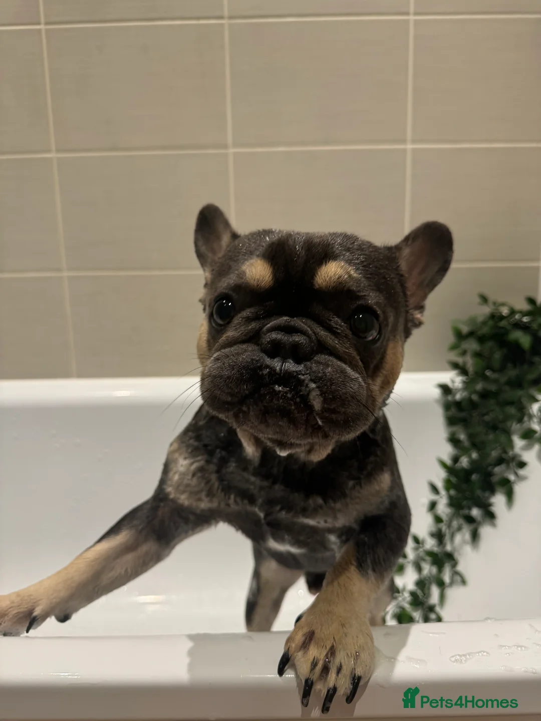 French Bulldog dogs for sale: Looking for a Loving Home for Stitch  - Advert 3