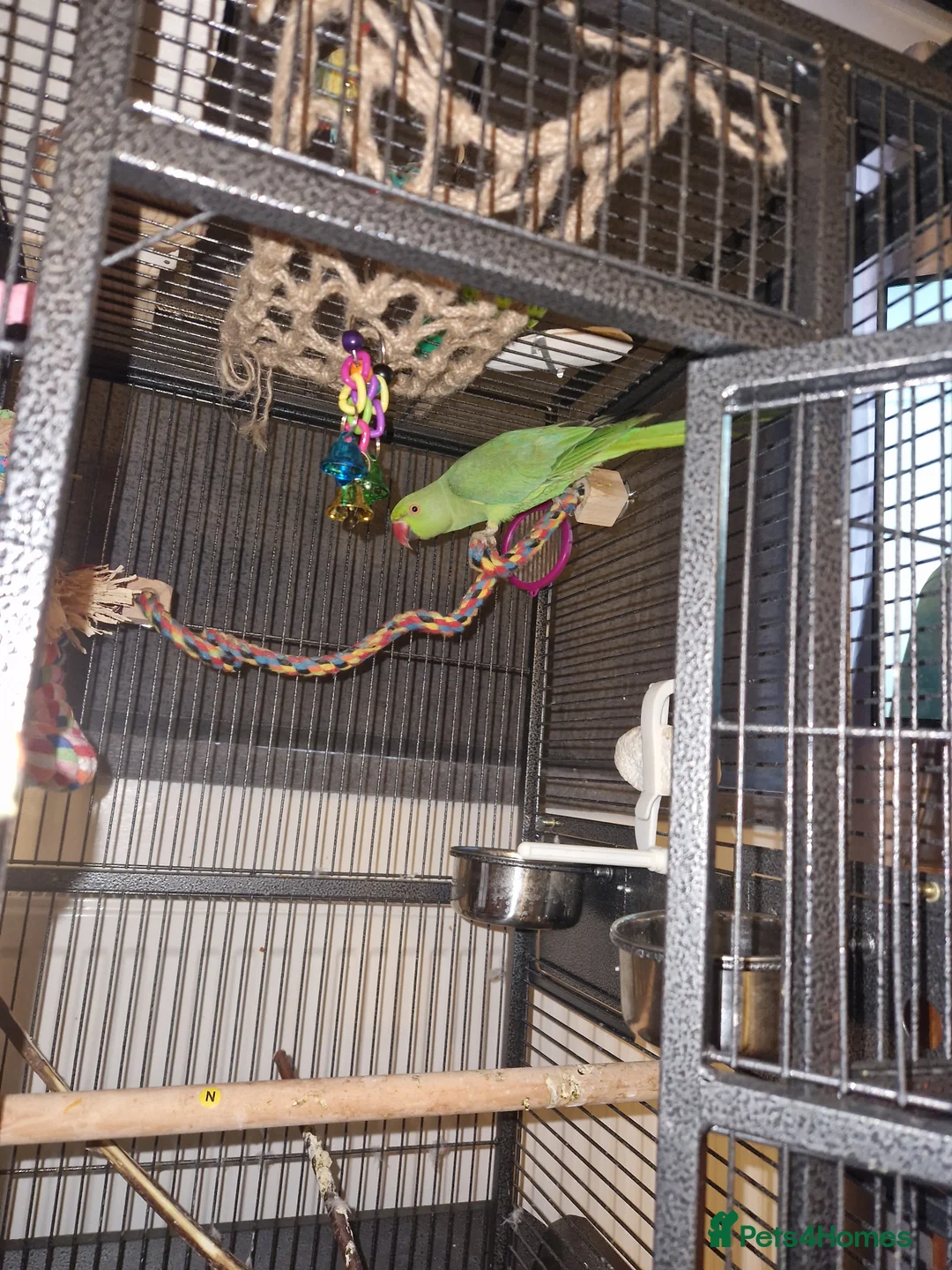 Ringnecks birds for sale: Green Indian ringneck in Maesteg - Advert 2