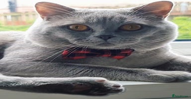 British Shorthair cats in Bradford - Advert 4