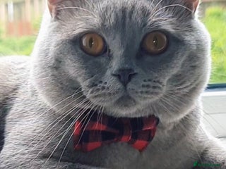 British Shorthair cats in Bradford - Advert 16