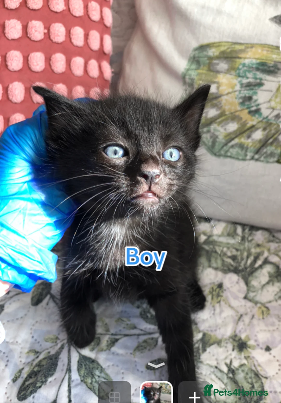 Mixed Breed cats for sale:  Six Kittens for rehoming - Advert 2