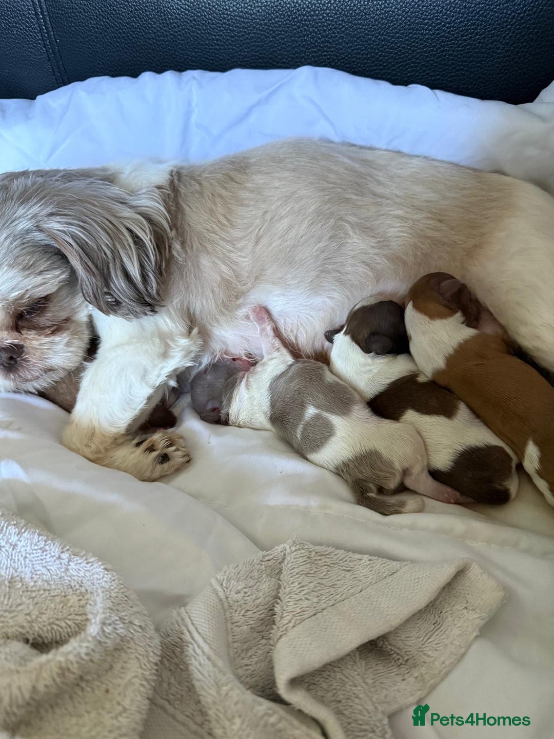 Shih Tzu dogs for sale: Stunning Shih Tzu pups 2 boys - Image 10