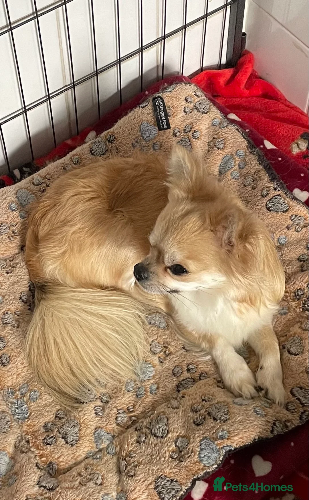 Chihuahua dogs for sale: Chihuahua long coat female puppies  - Advert 7