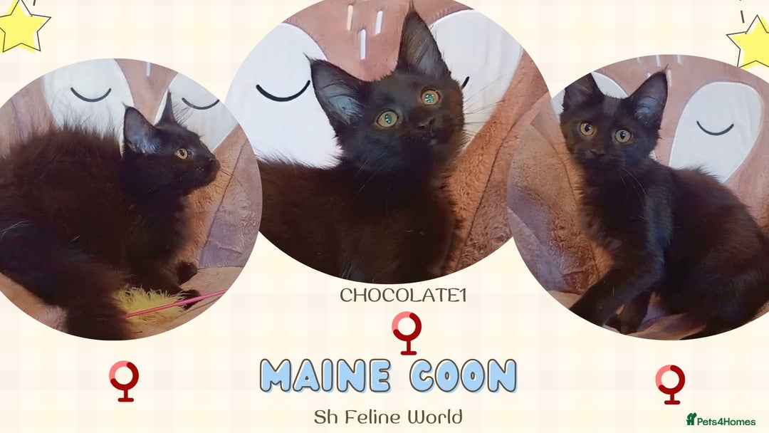 Maine Coon cats for sale: Adorable Maine Coon kittens in Manchester - Image 12