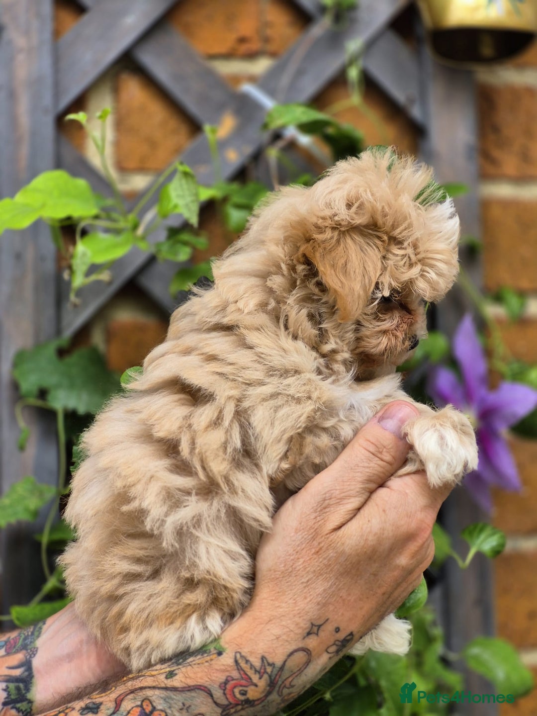 Maltipoo dogs for sale: Amazing TeddyBear Asian Korean Maltipoo puppies - Image 19