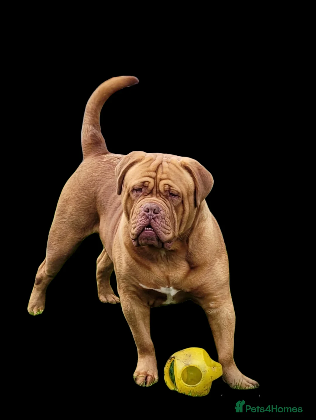 Dogue De Bordeaux dogs for stud: Stunning young lad  in Stourbridge - Advert 4