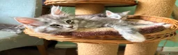 Maine Coon cats for sale: READY NOW. Tica registered mainecoon kittens - Advert 18