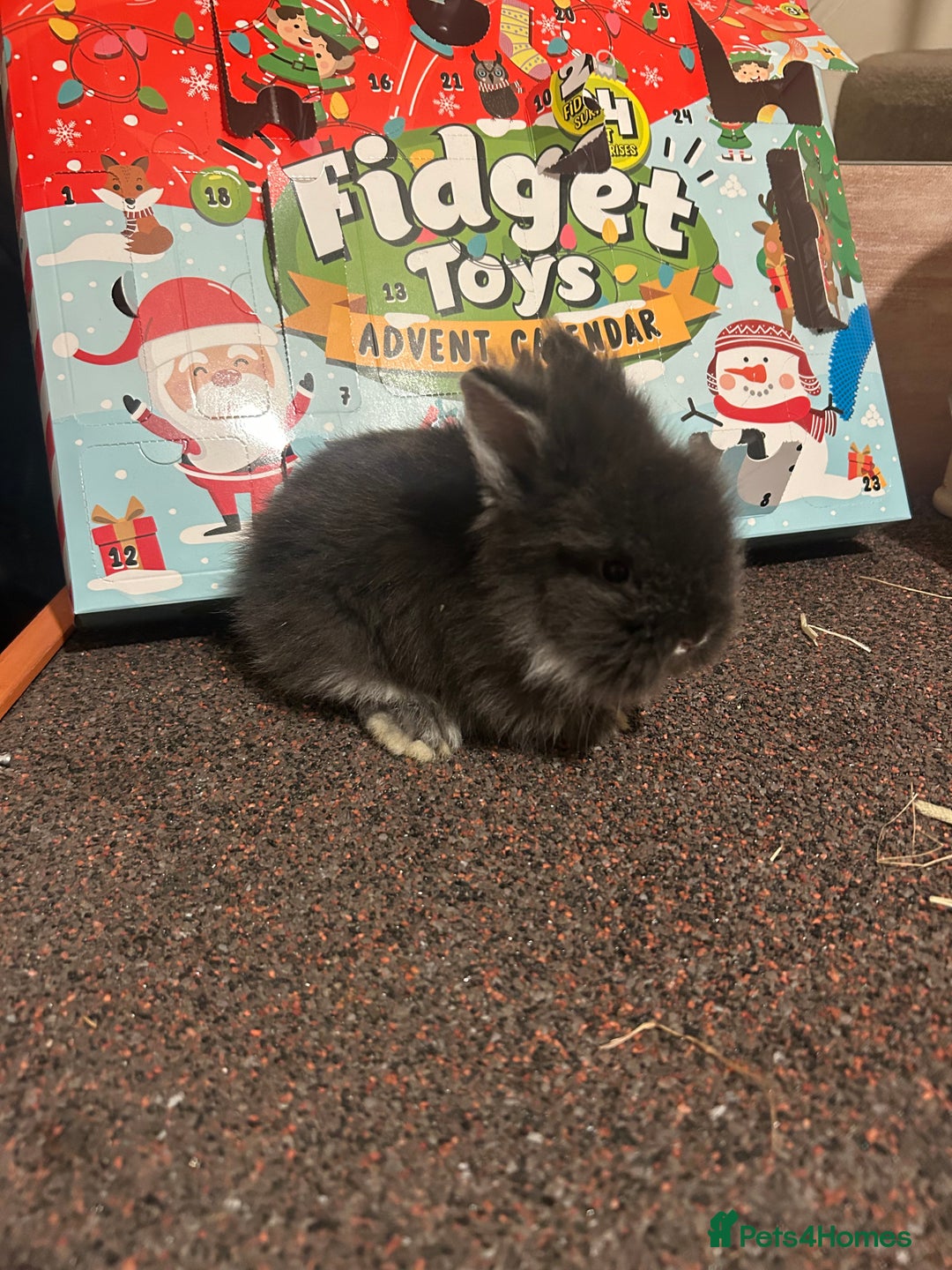 Lionhead rabbits for sale: 3 beautiful baby lionheads  - Advert 2