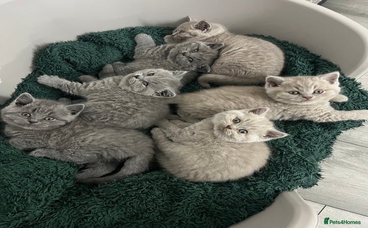 British Shorthair cats - Advert 3