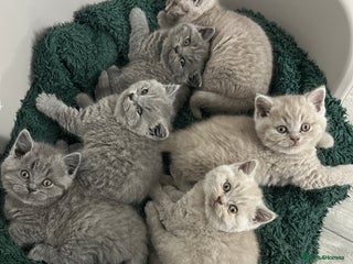 British Shorthair cats - Advert 23