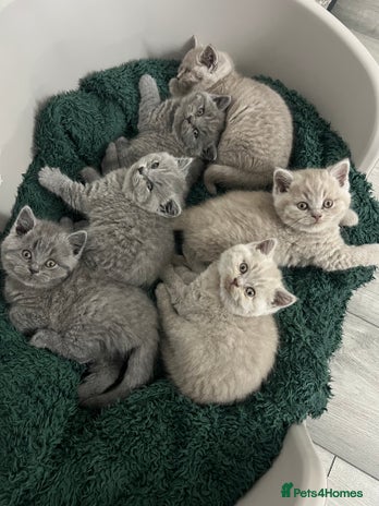 British Shorthair cats - Advert 3