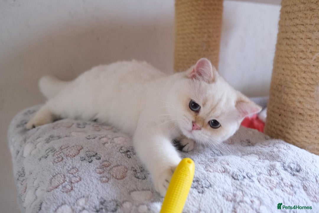 Scottish Fold cats for sale: Scottish fold and straight kittens  - Advert 11