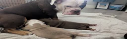 Olde English Bulldogge dogs for sale: Impeccable olde English bulldog  - Advert 17