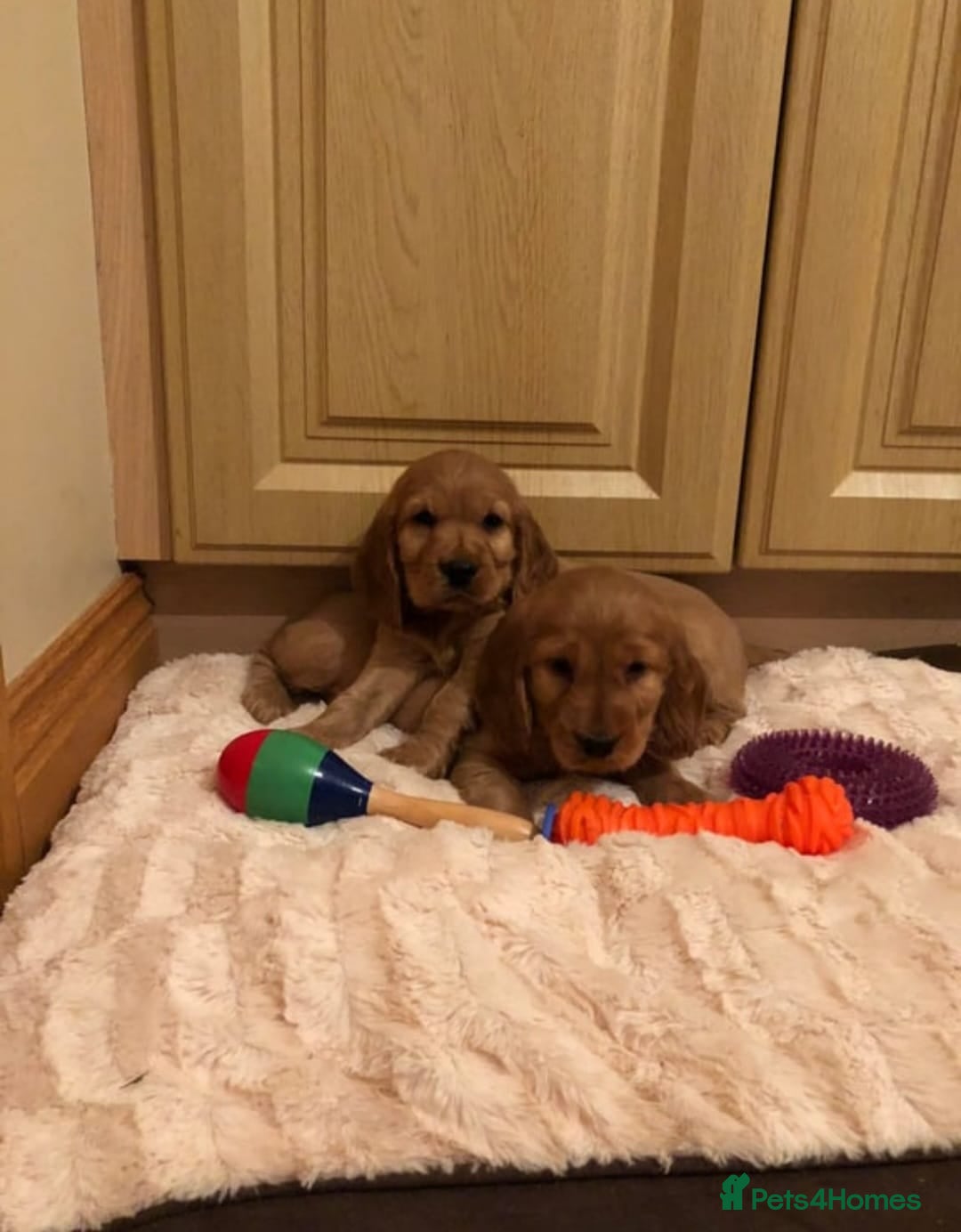 Cocker Spaniel dogs for sale: STUNNING HEALTH CHECKED DNA TESTED  - Advert 2