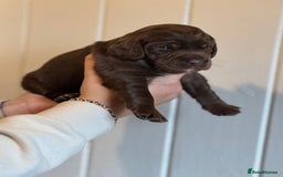 Mixed Breed dogs for sale: Labradoodle X Cocker Spaniel - Image 14