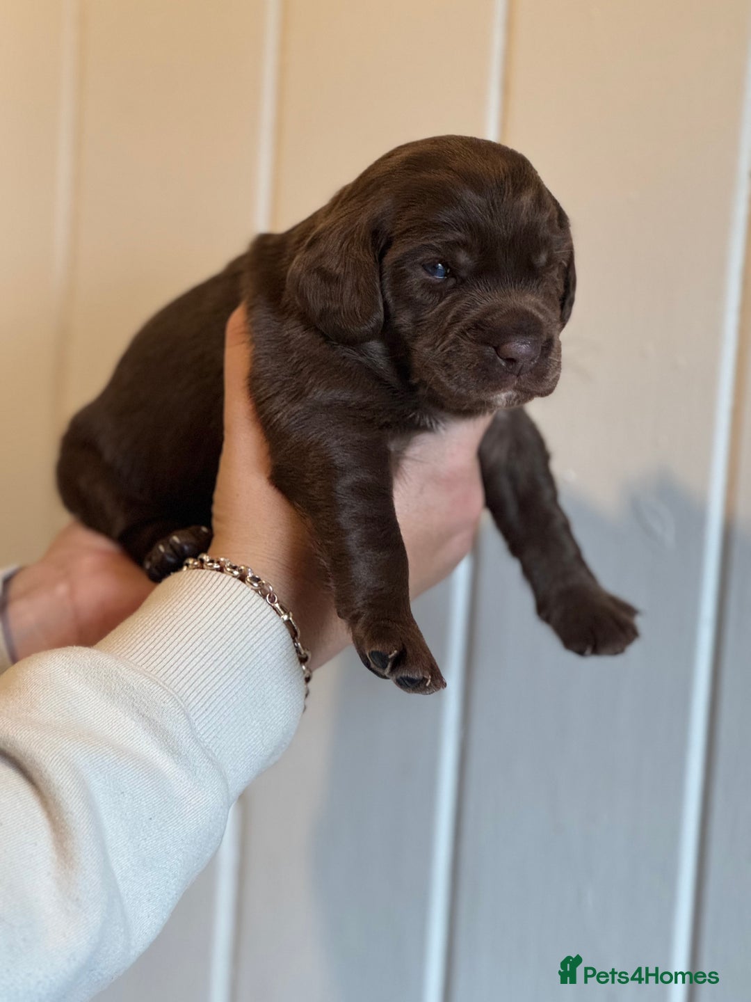 Mixed Breed dogs for sale: Labradoodle X Cocker Spaniel - Image 14