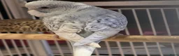 Budgerigars birds for sale: Baby budgies in Corby - Advert 4