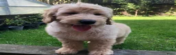Goldendoodle dogs for sale: F1 Miniature Goldendoodle 100% DNA Health Tested - Advert 8