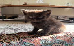 Persian cats for sale: mixed persian & bombay kittens  in Maidstone - Image 25