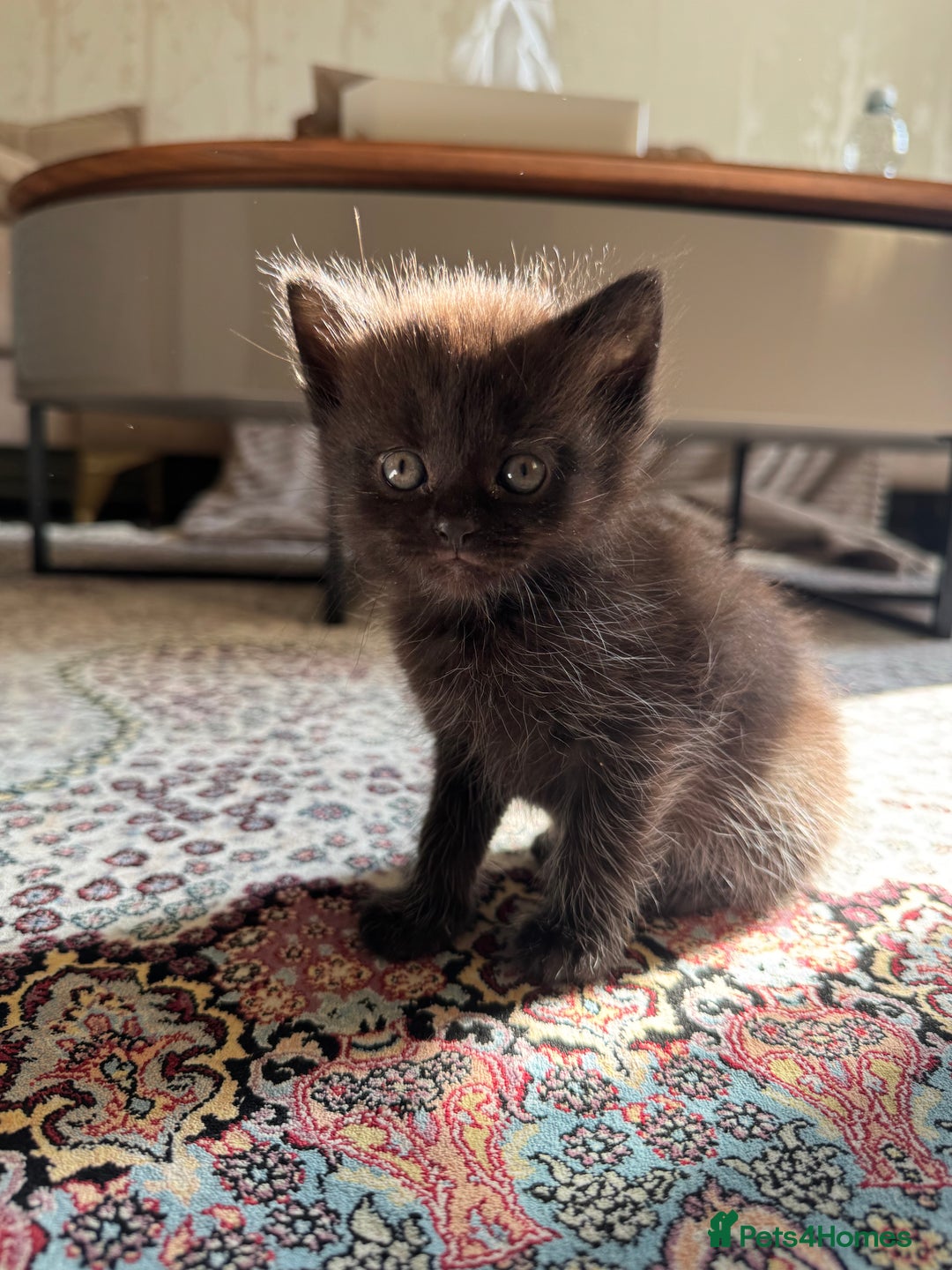 Persian cats for sale: mixed persian & bombay kittens  in Maidstone - Image 25