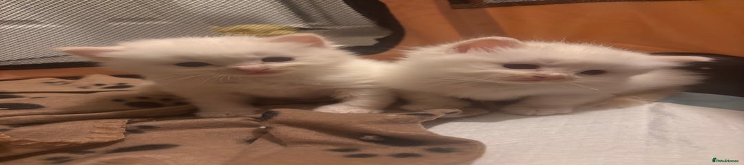 Ragdoll Kitten 1