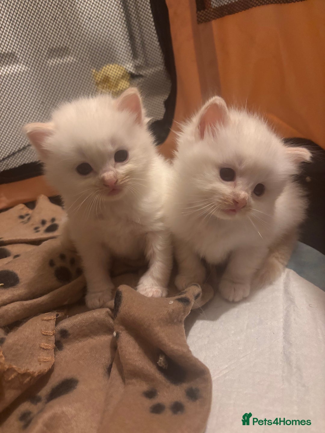 Ragdoll cats for sale: Ragdoll Kittens  - Image 6