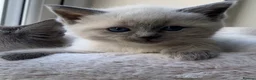 Ragdoll cats for sale: Ragdoll kittens £750 - Advert 5