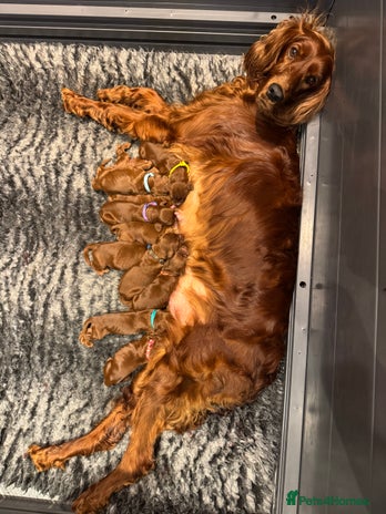 Irish Setter dogs - Advert 8