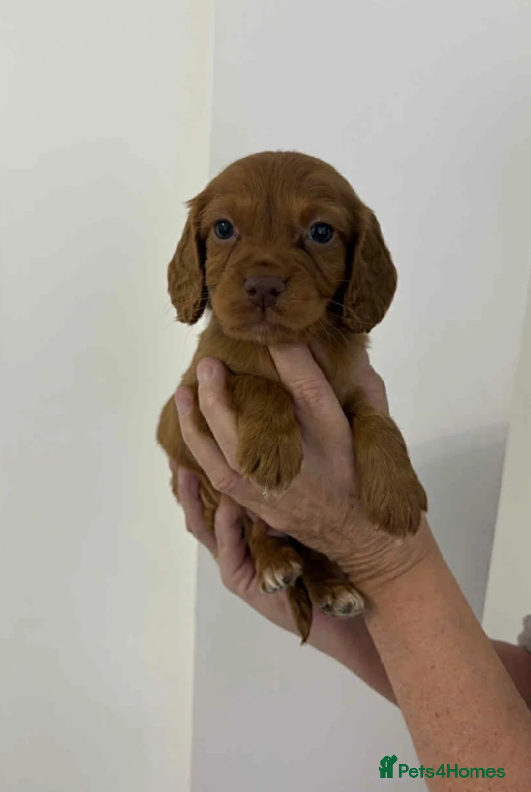 Cocker Spaniel dogs for sale: Cocker spaniel - Advert 4