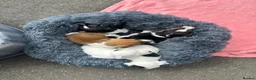 Jack Russell dogs for sale: Beautiful litter of 7 amazing Jack Russel puppies - Advert 12