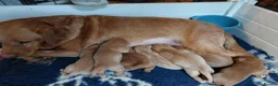 Labrador Retriever dogs for sale: 2 beautiful lab pups  in Midhurst - Advert 3