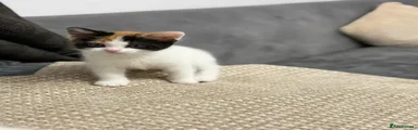 calico kitten