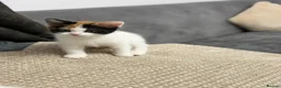 Mixed Breed cats for sale: Snowy kitten and calico  - Advert 7