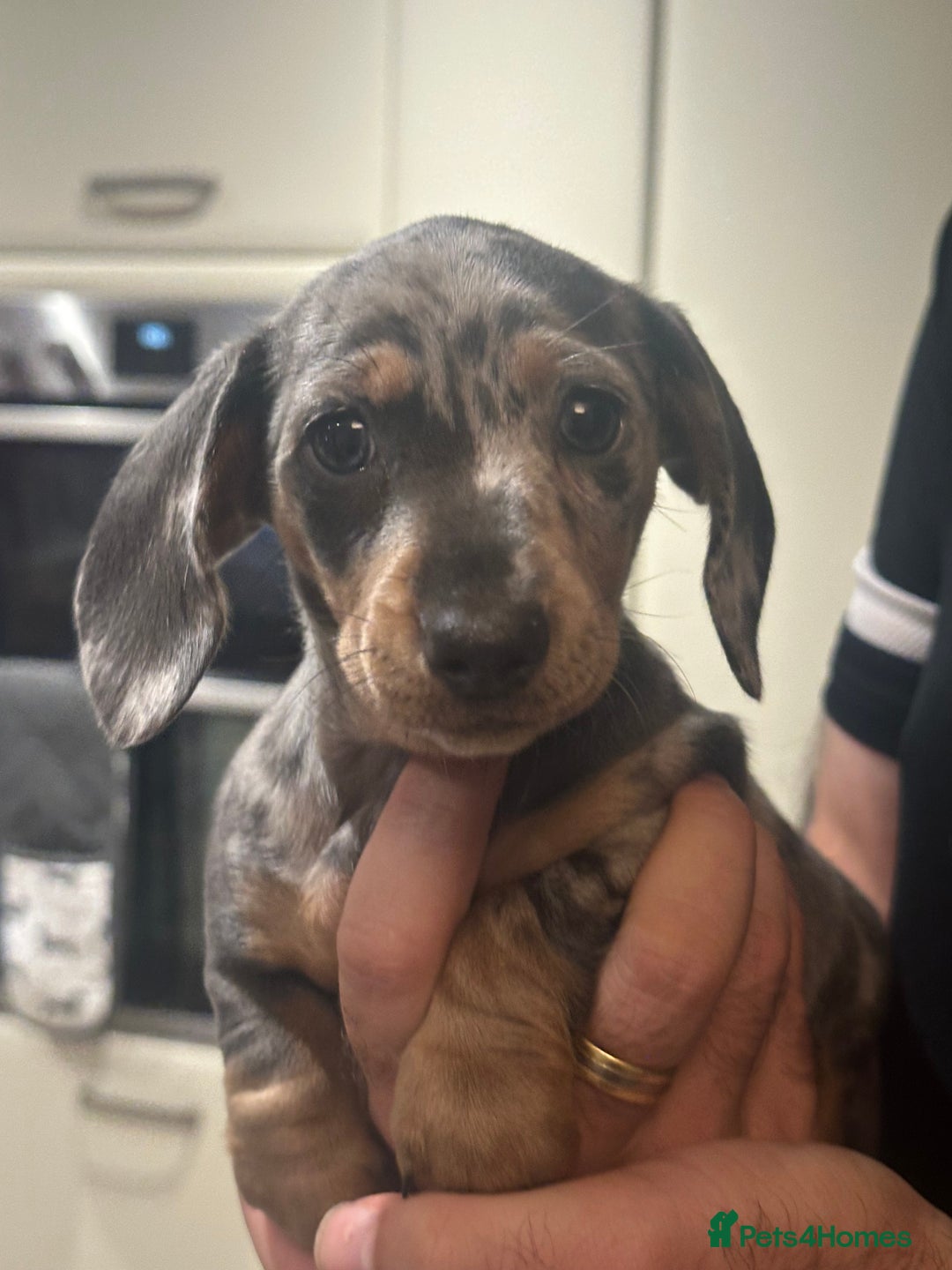 Miniature Dachshund dogs for sale: Little Legs, Big Hearts, Miniature Dachshunds x - Image 9
