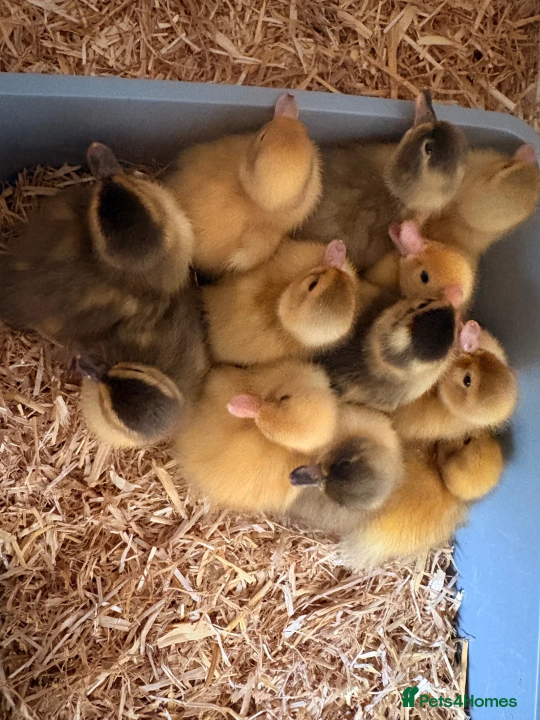 Ducks poultry for sale: Call ducks for sale  - Advert 2