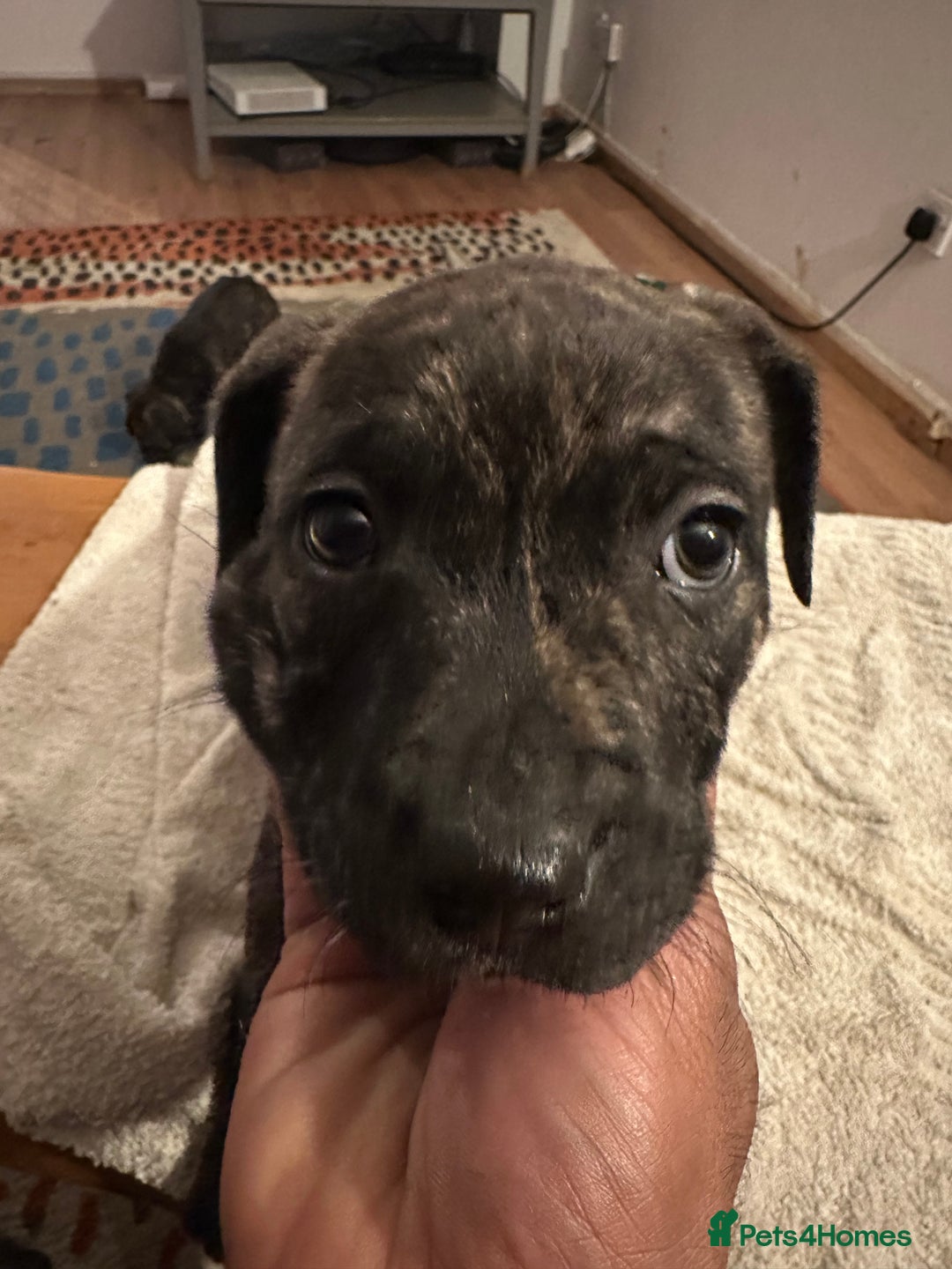 Mixed Breed dogs for sale: Beautiful staffy puppies looking for forever home  - Advert 22