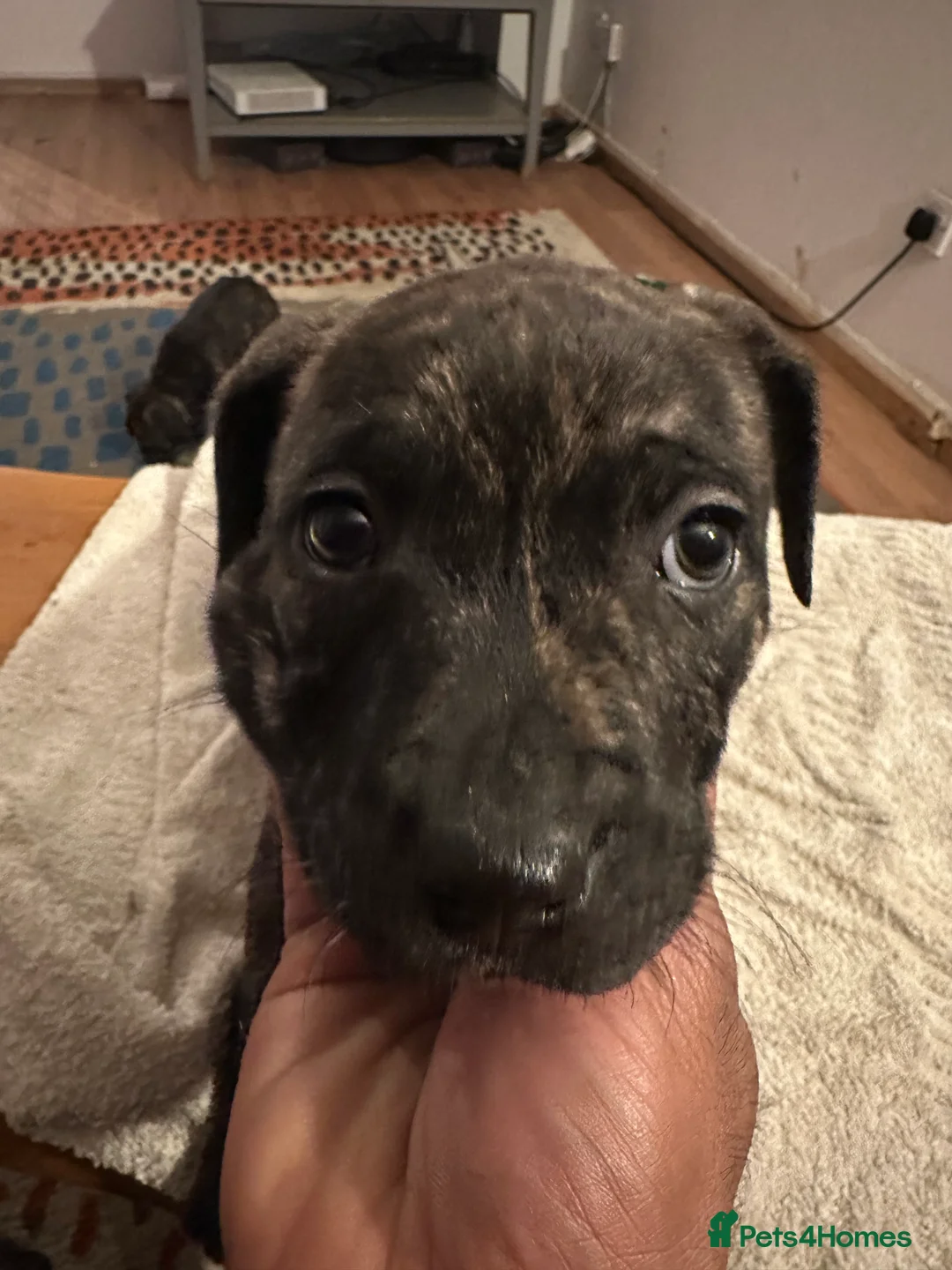 Mixed Breed dogs for sale: Beautiful staffy puppies looking for forever home  - Advert 22