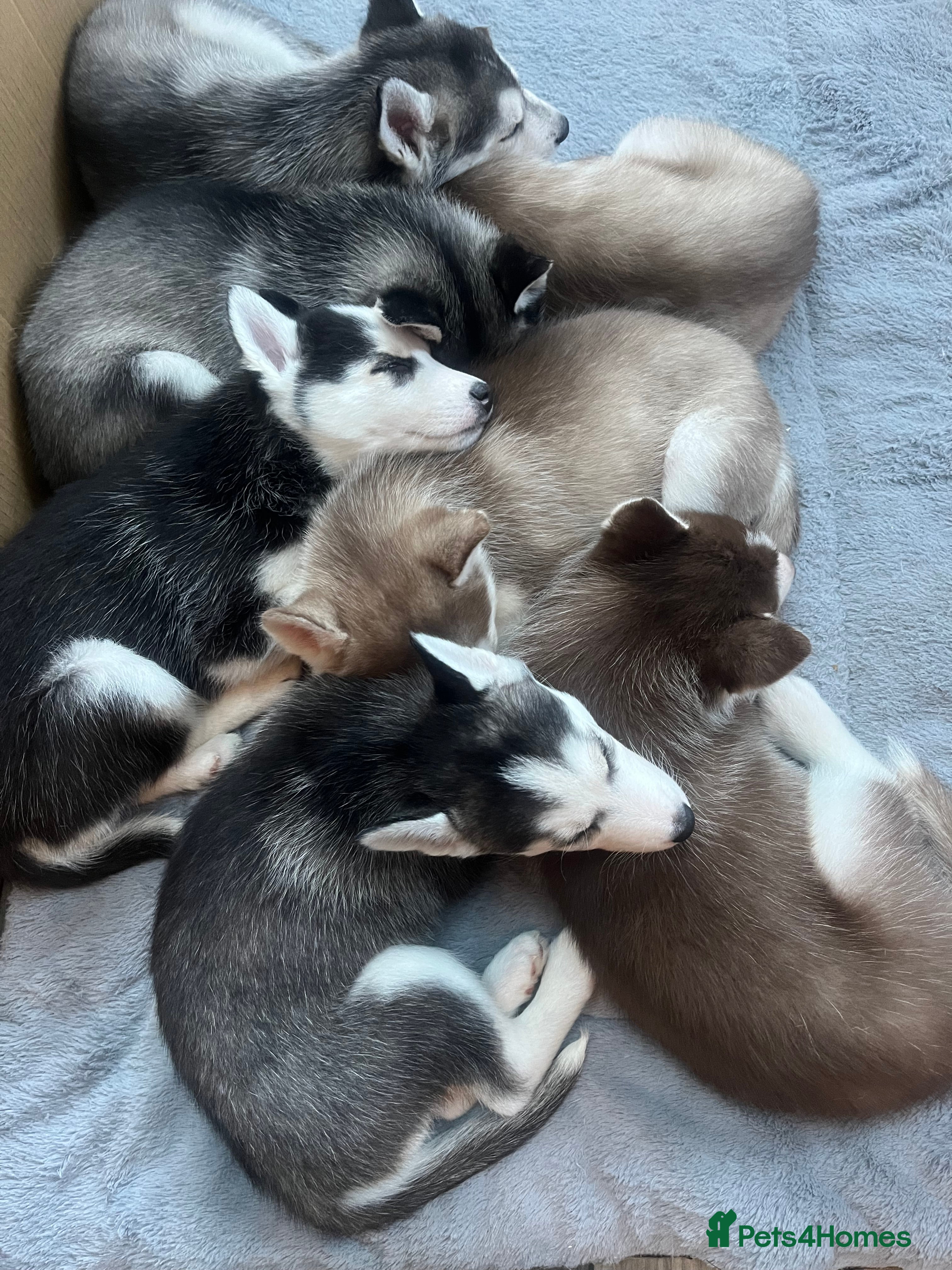 Siberian Husky dogs Siberian Husky puppies  - Advert 4