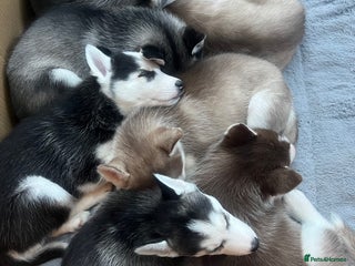 Siberian Husky dogs Siberian Husky puppies - Advert 16