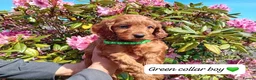 Cockapoo dogs for sale: Gorgeous Red F1b Cockapoos - Advert 5