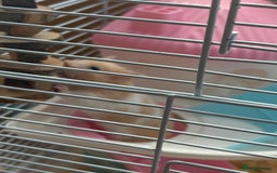 Hamster rodents for sale: Female hamster - Image 2
